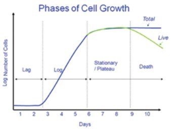 Phases of Cell Growth