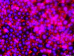 Using Immortalized 16HBE14o- Human Bronchial Epithelial Cell Lines to Model Respiratory Lung Diseases ZO-1 Tight Junctions