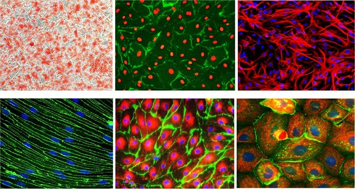 Examples of commonly used primary cells used in biomedical research. Examples of commonly used primary cells used in biomedical research.