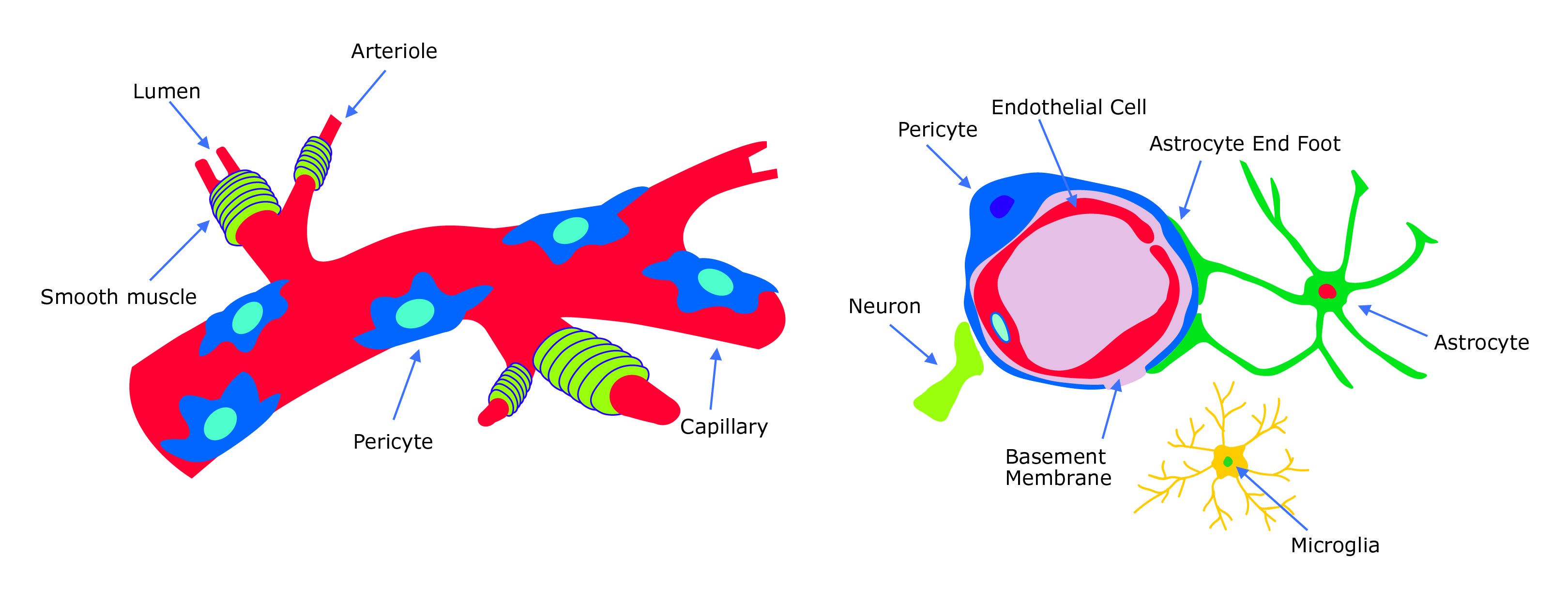 Vascular pericyte overview. Pericytes surround blood vessel capillaries and endothelial cells, neurons and astrocytes within the blood-brain-barrier (BBB) neurovascular unit.