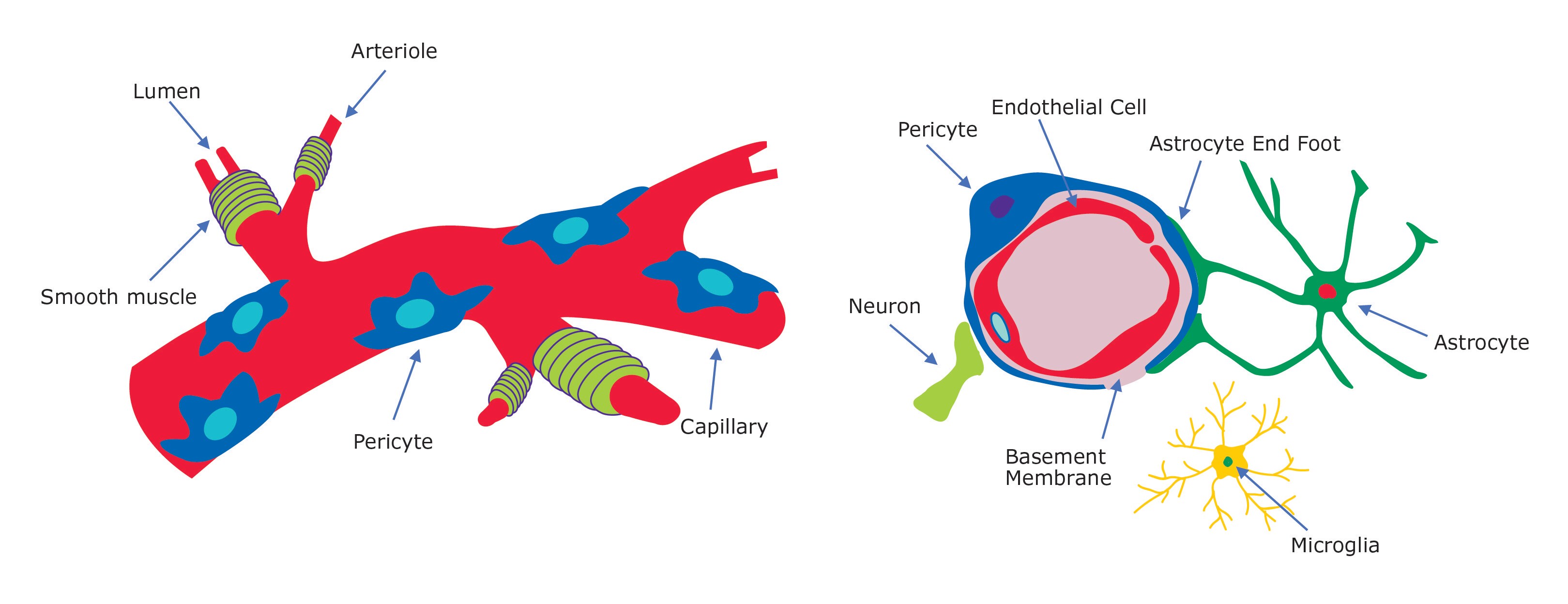 Vascular pericyte overview. Pericytes surround blood vessel capillaries and endothelial cells, neurons and astrocytes within the blood-brain-barrier (BBB) neurovascular unit.