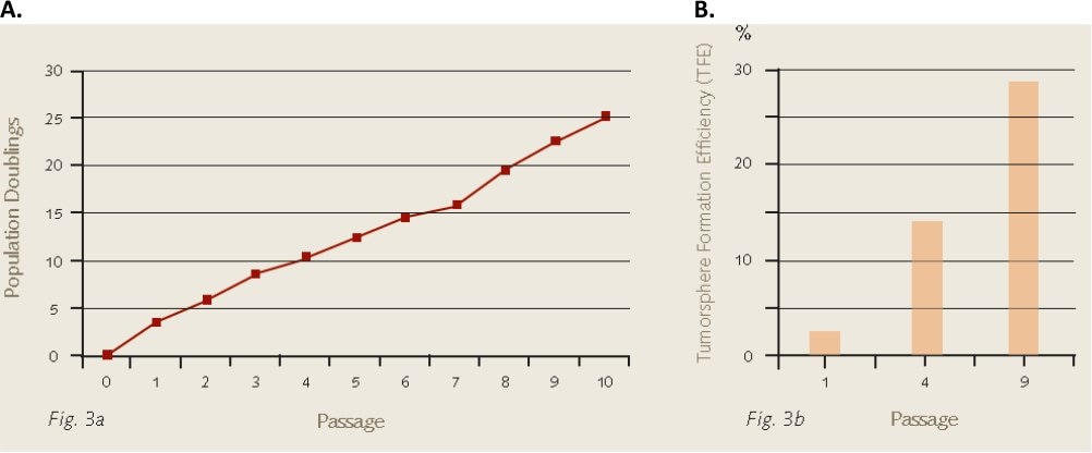 Microsoft Word - Promocell Mammosphere Tech Article (6) Population doublings and tumor formation efficiencies of MCF-7 breast cancer cells during 3D mammosphere culture.