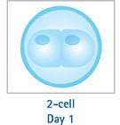 2-Cell Day 1