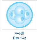 4-Cell Day 1-2