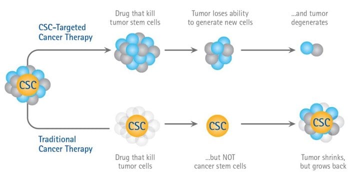 An Illustration of the Cancer Stem Cell Hypothesis