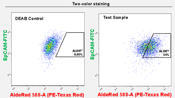 AldeRed™ allows for the co-labeling of CSC populations with FITC-conjugated antibodies