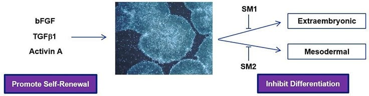 How serum-free PluriSTEM™ Media enables weekend-free culture of Pluripotent Human stem cells