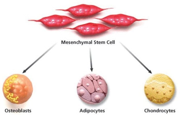Mesenchymal stem cell overview