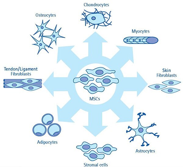 The multi-lineage differentiation potential of mesenchymal stem cells. MSC cultures have the multi-lineage capacity to differentiate towards a variety of cell types. Given the ability of MSCs to give rise to a number of cell types, these cells are highly attractive models for investigation, especially in regenerative medicine applications.