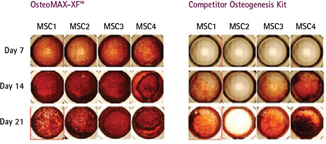 Mineralization kinetics of human bone-marrow derived MSC