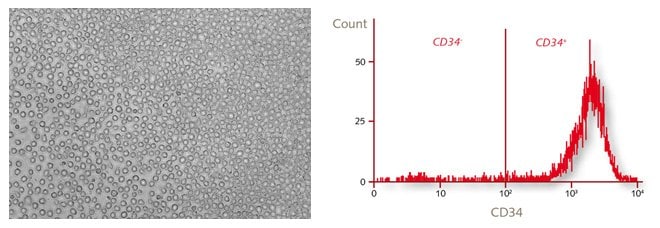 Morphology and characterization of human CD34+ hematopoietic progenitor cells by flow cytometry.