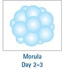 Morula Day 2-3