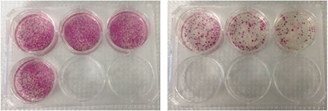 Alkaline phosphatase staining of day 28 reprogrammed fibroblasts (HFF and BJ) generated using Simplicon™ RNA Reprogramming Technology.