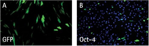 Fluorescent micrographs of HFFs transfected with a GFP RNA replicon control (A) or Simplicon™ Reprogramming RNA (B) and analyzed the following day to estimate transfection efficiency. The green signal in (B) reflects OCT-4 expression.