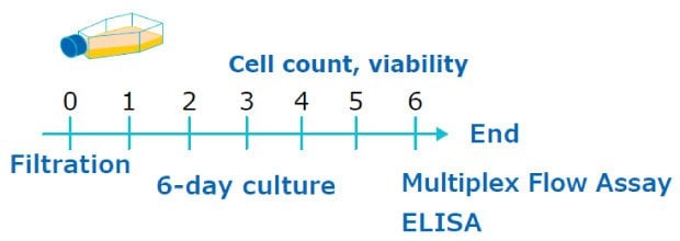 Experimental timeline for T cell culture media preparation, cell count, and IL-2 cytokine measurement