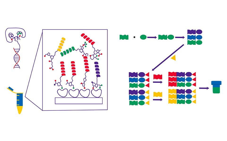 The left side of the photo contains an example of labeled DNA strands bound to building blocks attaching to target protein. The right side of the photo contains a flow chart highlighting how the DNA encoded library is created. A DNA tag is bound to a building block and is then pooled with other DNA tagged building blocks. They are then split into wells with a new set of building blocks, one per well, and bound with a second DNA tag. The wells are then pooled together creating a fully DNA encode library in one vial. 