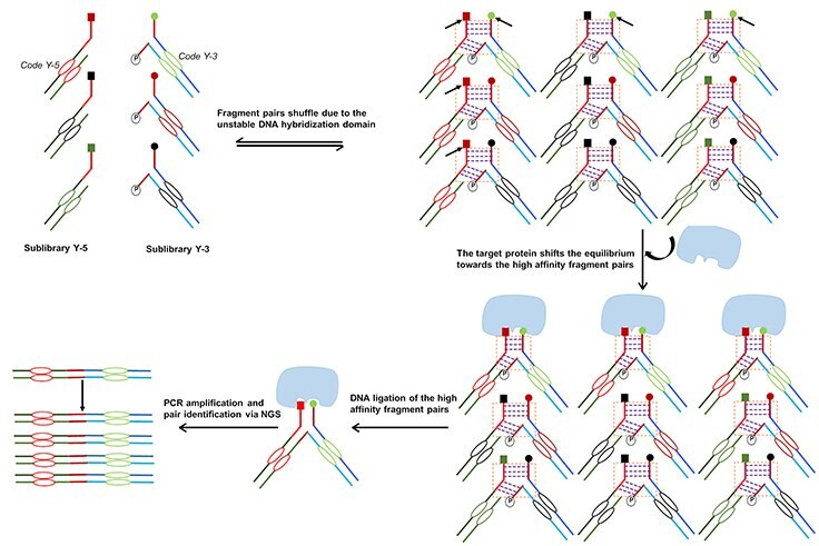 dynamic-dna-encoded-libraries