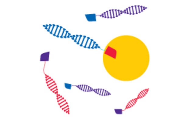 A graphic showing the second stage of setting up a DNA-encoded library called Isolate, during which the target is immobilized on a bead followed by screening the entire library at once and then washing away all the compounds that did not bind.