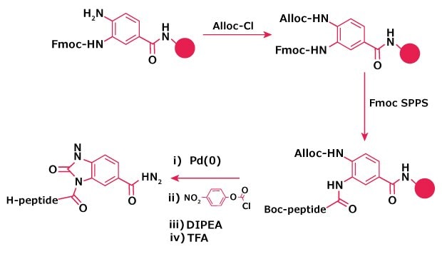 Alloc protection of the Dbz resin is shown, where Alloc‑Cl converts the Dbz amine to Alloc‑HN–Dbz, preventing branching during Fmoc‑SPPS.