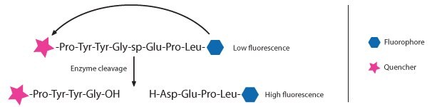 A schematic representation of a fluorescence-quenched peptide substrate and its enzymatic cleavage process. At the top, a peptide sequence, represented as "-Pro-Tyr-Tyr-Gly-sp-Glu-Pro-Leu-", is shown with a pink star on the left and a blue hexagon on the right, indicating a quencher and a fluorophore, respectively. This state is labeled "Low fluorescence" due to the quencher suppressing the fluorophore's signal. An arrow labeled "Enzyme cleavage" points downward, splitting the peptide into two fragments. The left fragment, "-Pro-Tyr-Tyr-Gly-OH", retains the pink star (quencher), while the right fragment, "H-Asp-Glu-Pro-Leu-", retains the blue hexagon (fluorophore). This separation results in "High fluorescence" because the fluorophore is no longer quenched. A legend below the diagram identifies the pink star as the quencher and the blue hexagon as the fluorophore.