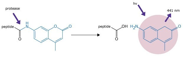 Principle of AMC-labeled fluorogenic substrates An illustration of enzymatic and photophysical principles of AMC-labeled fluorogenic substrates. On the left, a peptide is covalently attached to a molecular structure containing a fused ring system, drawn in blue, representing the AMC (7-amino-4-methylcoumarin) moiety. A purple arrow labeled "protease" points to the peptide bond adjacent to the AMC group, indicating that enzymatic cleavage will occur at this site. The reaction is shown with a rightward arrow leading to the cleavage products: a free peptide fragment with a carboxyl (-OH) terminus and a newly formed AMC molecule with a primary amine (-NH₂) group. On the right side, a purple arrow labeled "hv" (representing light energy) and "441 nm" points toward the AMC structure, which is highlighted by a pink circular glow, indicating fluorescence emission upon excitation at this wavelength. The diagram visually explains how protease cleavage releases AMC, which then fluoresces under specific light exposure.