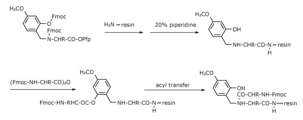 Reaction mechanism showing acylation steps of Hmb‑protected amino acids, including intermediate formation and O→N acyl transfer.