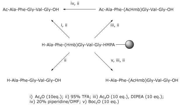 Process diagram showing steps for generating Ac‑Hmb–protected peptides and improving solubility during peptide purification.