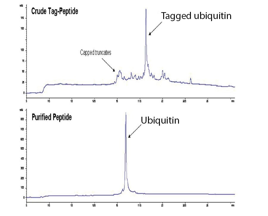 HPLC profiles of ubiquitin before and after IMAC purification