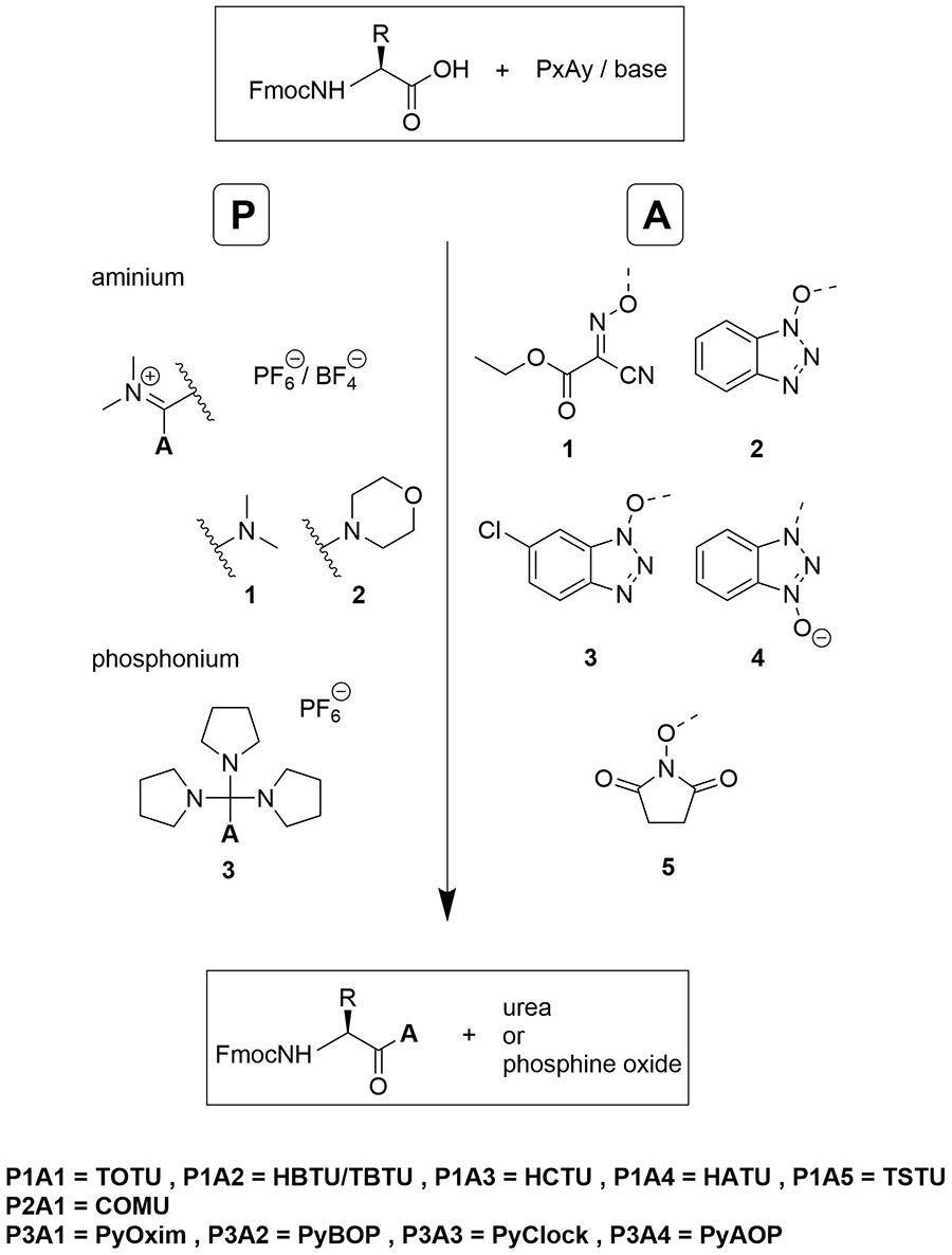 Active esters generated with most commonly used coupling reagents.