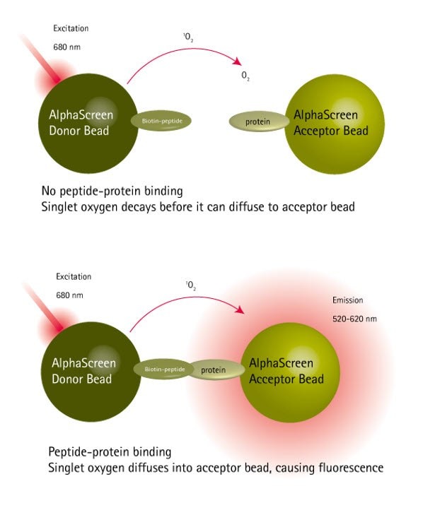 Principles of the protein-peptide binding AlphaScreen™ assay
