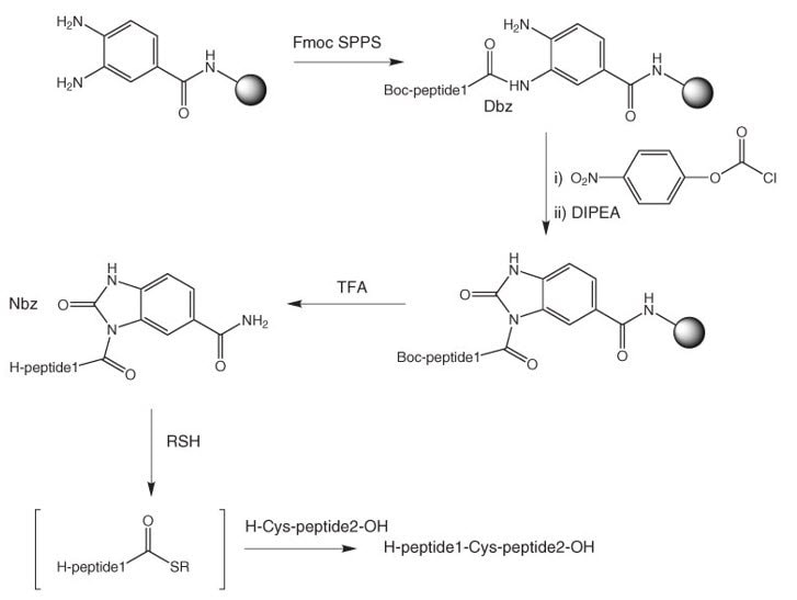 synthesis-peptid-thioesters