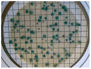 CP ChromoSelect Agar Cl. Perfringens appears as green colonies