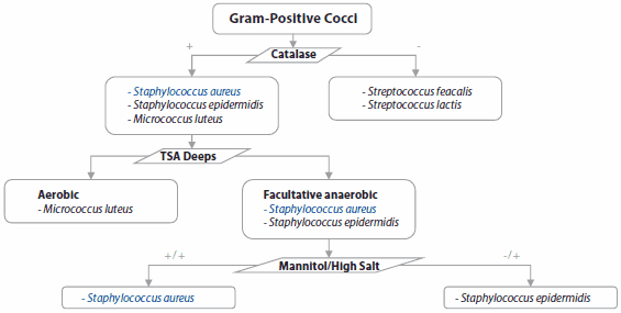 Gram Positive Coccl