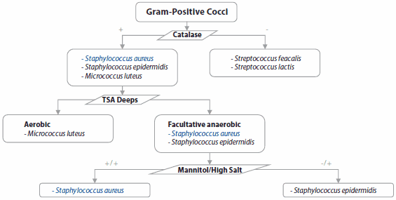 Gram Positive Cocci 革兰氏阳性球菌