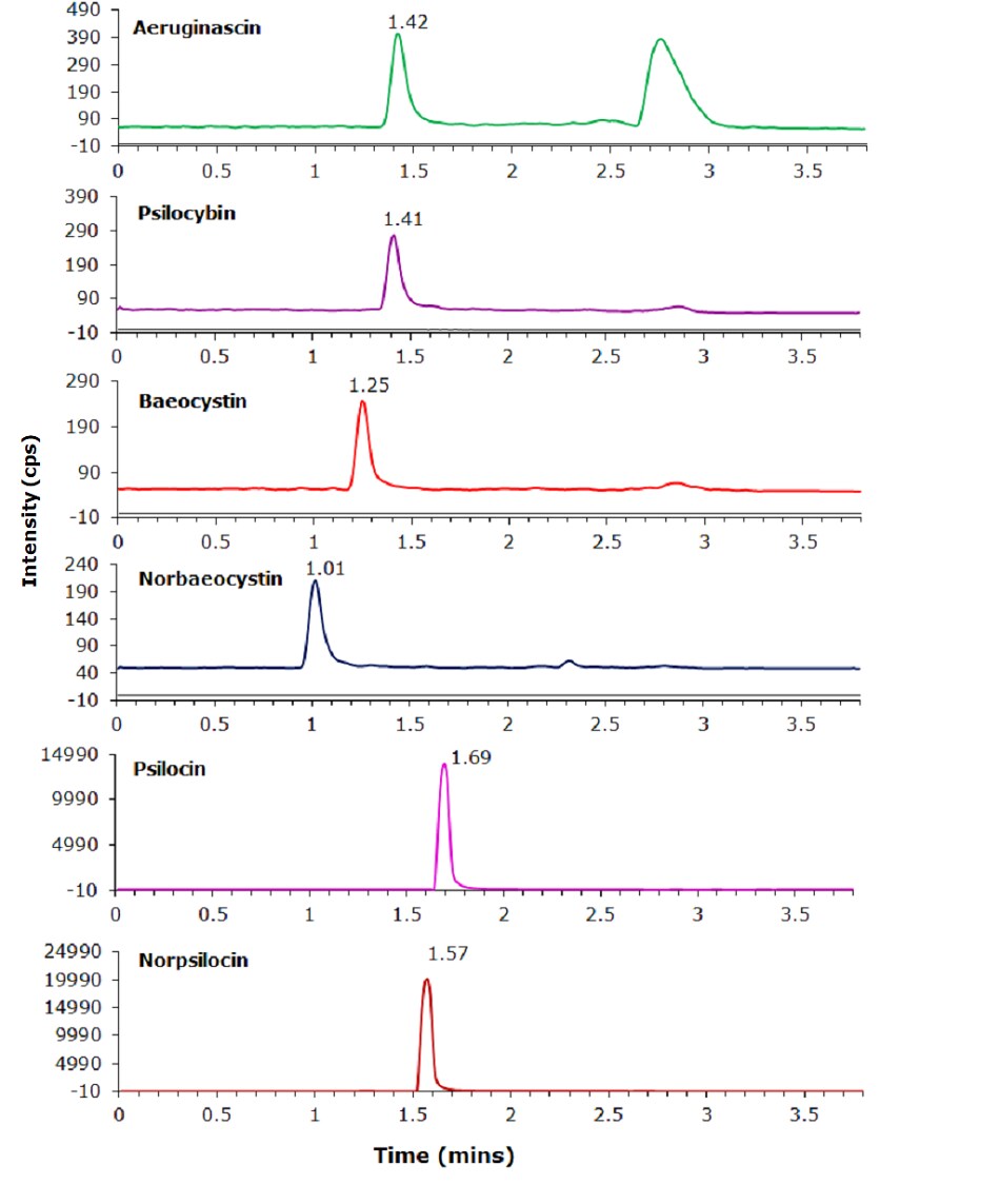 Psychedelic mushroom constituents chromatogram Six chromatograms displaying the absorbance of different psychedelic mushroom constituents over time in minutes. Each chromatogram corresponds to a specific compound, with a distinct color representing each. The first chromatogram, in green, represents Aeruginascin, showing a primary peak at 1.42 minutes with a smaller peak near 3 minutes. The second chromatogram, in purple, represents Psilocybin, with a prominent peak at 1.41 minutes. The third chromatogram, in red, corresponds to Baeocystin, showing a peak at 1.25 minutes. The fourth chromatogram, in dark blue, represents Norbaeocystin, with a peak at 1.01 minutes. The fifth chromatogram, in bright pink, displays Psilocin, featuring a sharp peak at 1.69 minutes. The final chromatogram, in brown, corresponds to Norpsilocin, with a distinct peak at 1.57 minutes. The x-axis of each chromatogram represents time in minutes, ranging from 0 to approximately 3.5 minutes, while the y-axis represents absorbance in milli-absorbance units (mAU), with varying scales among the chromatograms. The peaks in each chromatogram indicate the presence and retention time of the respective compounds.
