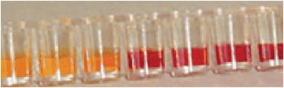 &szlig;-内酰胺酶检测试剂盒（阳性反应体现为颜色变黄）