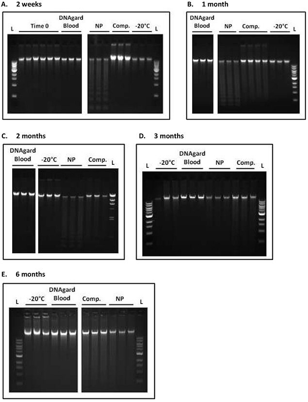 Time-course analysis of DNA integrity in blood stored at room temperature