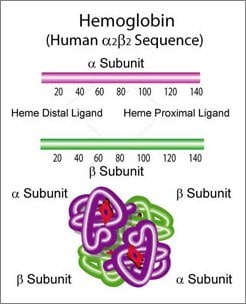 A diagram illustrating the structure of human hemoglobin, specifically the α2β2 sequence, with labeled α and β subunits and heme distal and proximal ligands.