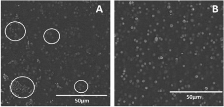 surface image of 15 wt vs 10 wt silica loaded PVA membrane