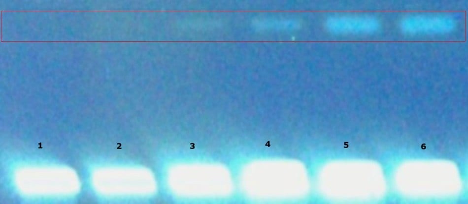 TLC plate showing paraffin oil in milk under UV 366 nm with blank milk in track 1 and spiked calibration levels 5 to 70 µg/mL in tracks 2 to 6.