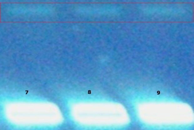 TLC plate under UV 366 nm showing three milk samples spiked with paraffin oil at 10 µg/mL with consistent band intensity across tracks.