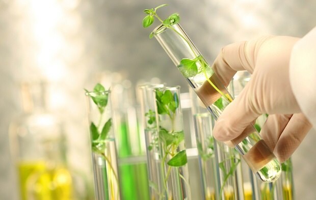Environmental Testing and the F&F Industry Mitigating Contamination Risk Plants in liquid in test tubes.
