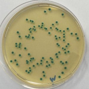 Cronobacter sakazakii WDCM 00124 on ChromoCult® CCI agar acc.