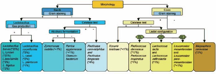 Identification flow chart for beer spoilage bacteria