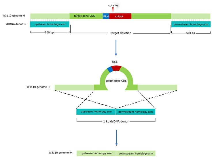 General Schematic for gRNA & dsDNA Donor Design.