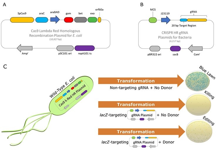 Schematic of Dual-Vector E. coli CRISPR λ-Red HR System. 