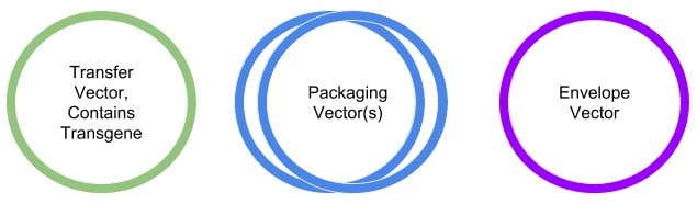 Vectors for Lentiviral Production