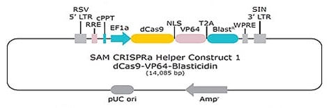 SAM CRISPRa Helper构建体1 dCas9 VP64杀稻瘟素