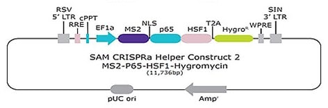 SAM CRISPRa Helper Construct 2 MS2-P65-HSF1-Hygromycin
