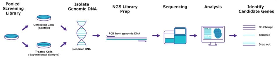 DNA preparation and deconvolution workflow for RNAi, ORF and CRISPR screens